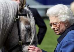 Queen Consort Camilla to Look After Elizabeth II's Horses - Reports