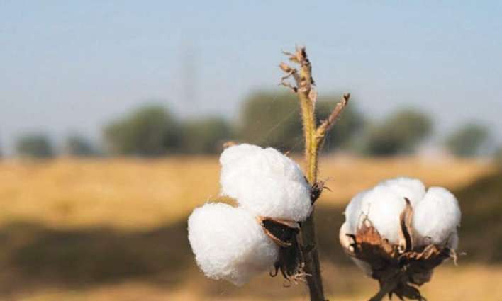 Cotton prices go historic high of Rs20,000 per maund