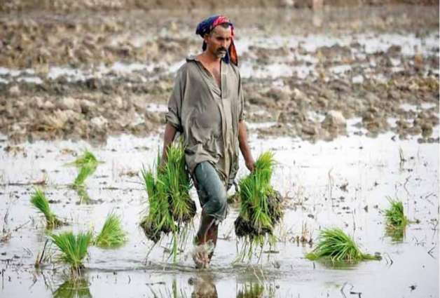 Monster flood devastated 80 % rice in Sindh and 60 % in South Punjab: Shahzad Ali Malik