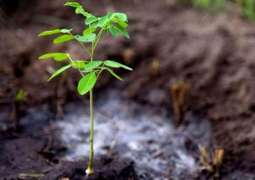 World Must Plant Trees, Halt Deforestation to Combat Climate Change - FAO Director