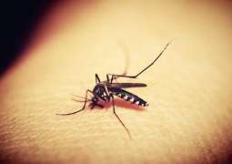 France's Corsica Reports First Local Dengue Case