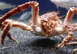 Big Economic Losses Likely After Alaska's Bering Sea Snow Crab Season Closed - Trade Group