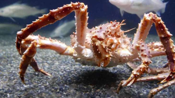 Big Economic Losses Likely After Alaska's Bering Sea Snow Crab Season Closed - Trade Group