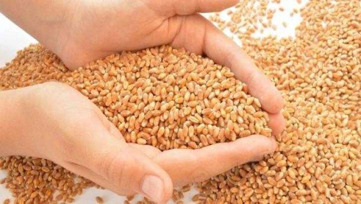 Egyptian Commodity Exchange Reports 18 Contracts on Russian Wheat on First Trading Day
