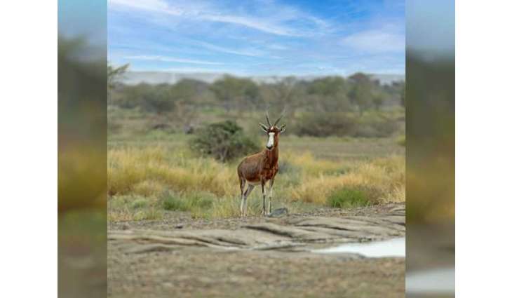 Sharjah Safari celebrates its first anniversary