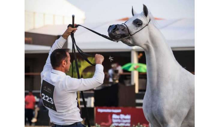 "عجبان" يتصدر منافسات اليوم الثالث لبطولة الشراع الدولية لجمال الخيل العربية