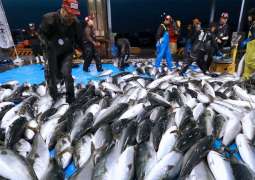 Japan, Russia Agree on Quotas for Salmon Fishing in 2023 Financial Year - Japanese Agency