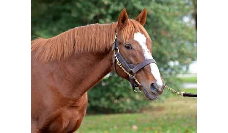 Stallion Worth of $18,000, Allegedly Owned by Kadyrov Stolen in Czechia - Reports