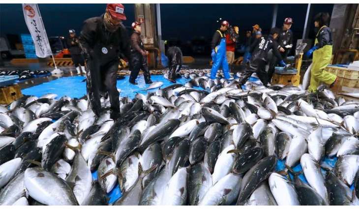 Japan, Russia Agree on Quotas for Salmon Fishing in 2023 Financial Year - Japanese Agency