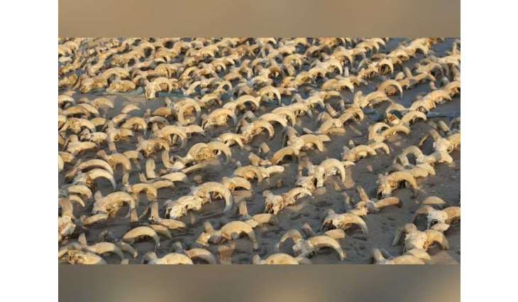 Ancient Egypt excavation uncovers 2,000 mummified ram heads at Abydos