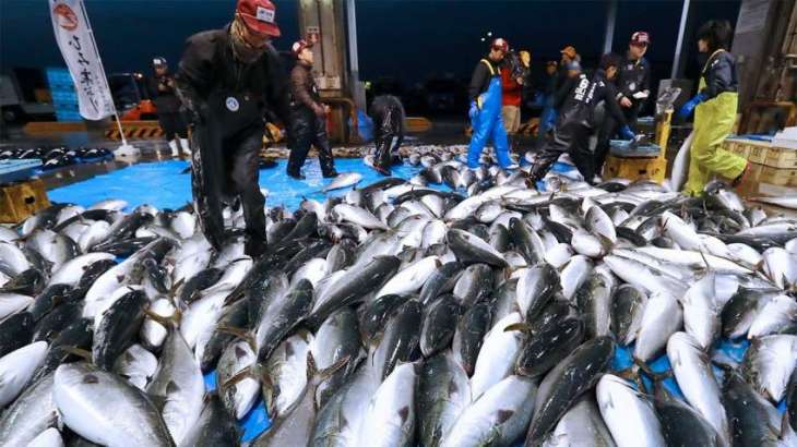 Japan, Russia Agree on Quotas for Salmon Fishing in 2023 Financial Year - Japanese Agency