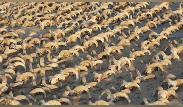 Ancient Egypt excavation uncovers 2,000 mummified ram heads at Abydos