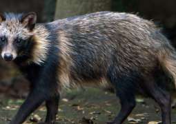 Scientists Confirm Existence of Raccoon Dogs at Wuhan Market Prior to COVID-19 Outbreak