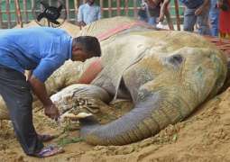 محاولة لانقاذ فیل فی حدیقة الحیوانات بمدینة کراتشي