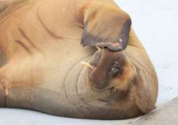Sculpture of Famous Euthanized Walrus Freya Opened in Oslo - Reports