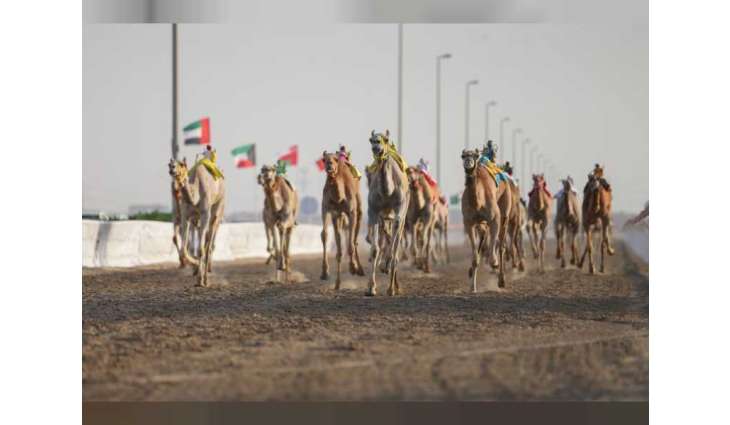 "سمحة" تتفوق على "المطايا" وتتوّج بكأس اللقايا الأبكار في الشوط المفتوح لمهرجان ختامي الوثبة للهجن العربية الأصيلة  