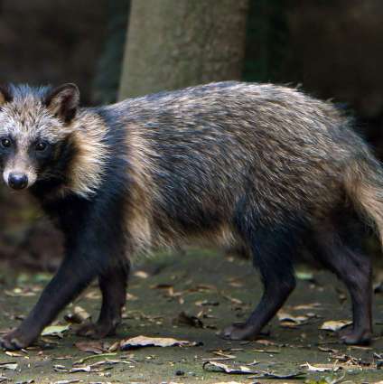 Scientists Confirm Existence of Raccoon Dogs at Wuhan Market Prior to COVID-19 Outbreak
