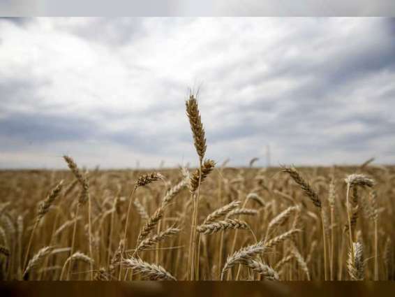 Benchmark for world food commodity prices fall in March for twelfth consecutive month in a row