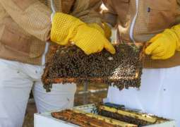 "أبوظبي للزراعة":بدء إنتاج ملكات الجيل الثامن من سلالة النحل الإماراتية