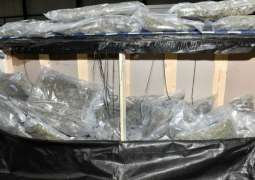 UK Police Seize $7.4Mln Worth of Cannabis at Belfast Port
