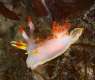 Rare rainbow Sea slug Spotted in South Cornwall's rock pool