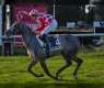 Sheikha Fatima bint Mubarak Cup for Purebred Arabian Horses to kick off in Spain