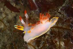 Rare rainbow Sea slug Spotted in South Cornwall's rock pool
