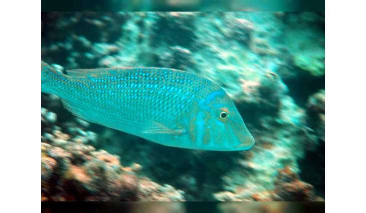 Environment Agency – Abu Dhabi issues Decision to regulate recreational fishing in Abu Dhabi