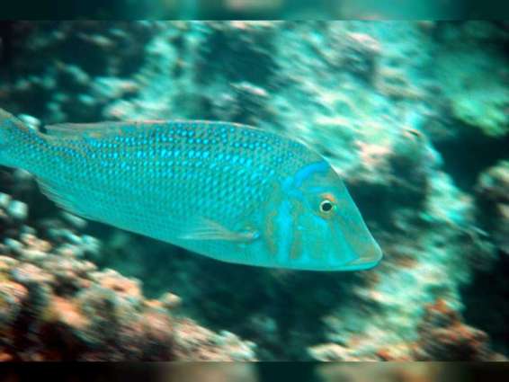 Environment Agency – Abu Dhabi issues Decision to regulate recreational fishing in Abu Dhabi