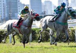 غداً.. البرازيل تستضيف سباق "التاج الثلاثي" للخيول العربية الأصيلة