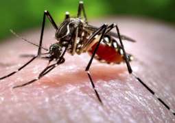 WHO Concerned Over Increase in Dengue Fever Cases in Americas