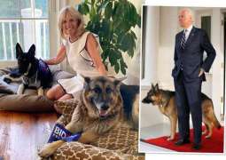 Biden's German Shepherd 'Commander' Involved in 10 Attacks in 4 Months - Watchdog
