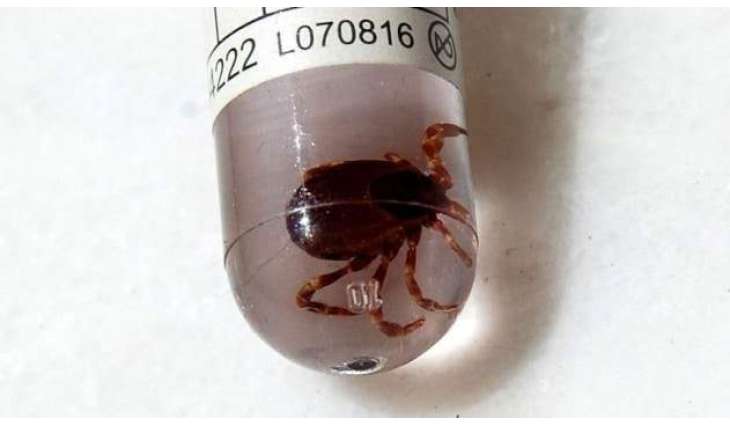 Two People Die in Turkey From Suspected Viral Disease Caused by Tick Bites - Reports