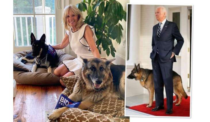 Biden's German Shepherd 'Commander' Involved in 10 Attacks in 4 Months - Watchdog