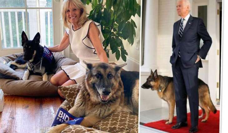Biden's German Shepherd 'Commander' Involved in 10 Attacks in 4 Months - Watchdog
