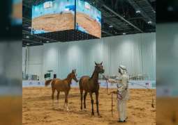 جمعية الإمارات للخيول العربية تختتم استعداداتها للمشاركة في "أبوظبي للصيد والفروسية"