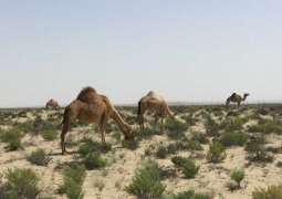 EAD announces grazing season in Abu Dhabi from May 1 to October 15 every year