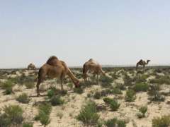 EAD announces grazing season in Abu Dhabi from May 1 to October 15 every year