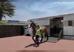 مطار الشارقة يقدم يكمل استعداداته لتقديم خدمات مناولة سريعة لشحنات الخيول