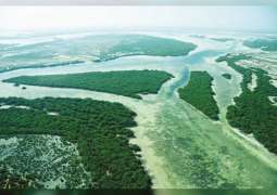 EAD, Dendra Systems advancing mangrove restoration via technological applications