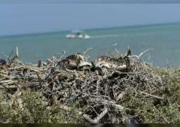 EAD wild osprey population survey reveals record number of breeding pairs