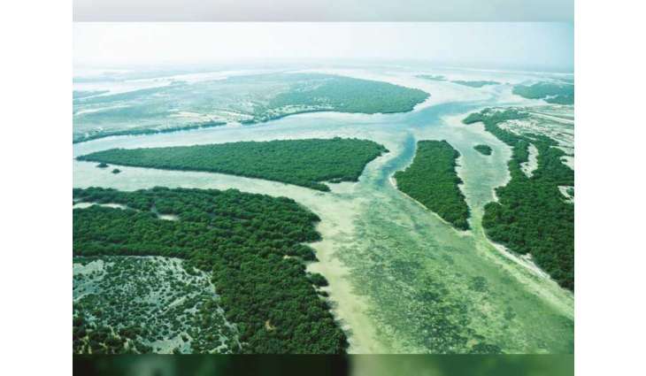 EAD, Dendra Systems advancing mangrove restoration via technological applications