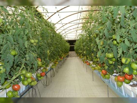 UAE community gardening initiatives promote sustainability and food self-sufficiency