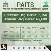 Livestock Department Registers 65, 698 Animals Under PITB Developed PAITS