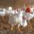 Collaborative efforts imperative to save poultry industry from collapse: Speakers