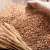 Govt's wheat procurement target increased upto 1.8 metric tons