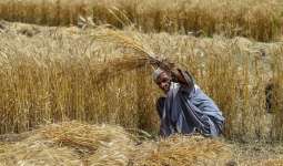Torrential rains affect wheat crop, fruits orchards in KP