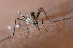 Secretary health urges public to follow precautionary measures to avoid spreading dengue