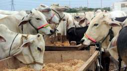 Bakht Kakar orders to ensure maximum facilities in livestock sector