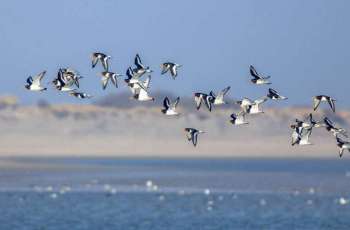 World Migratory Bird Day being observed today